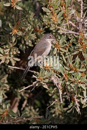 Sardo Warbler (Sylvia melanocephala) immaturo arroccato sulla macchia Marocco Maggio Foto Stock