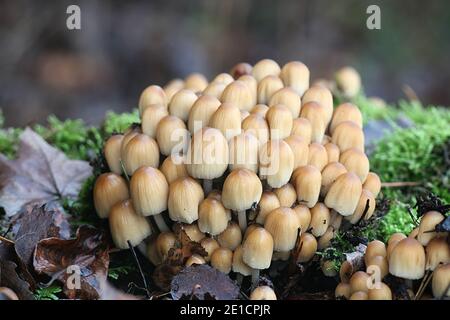 Coprinellus micaceus, detto anche Coprinus micaceus, comunemente noto come Glistering Inkcap, fungo selvatico della Finlandia Foto Stock