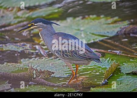 Erone con supporto verde, Butorides striata 10851 Foto Stock