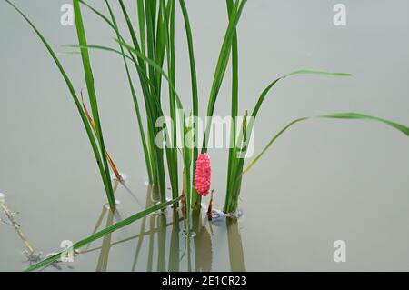 Vibranti uova rosa di lumaca d'oro o canaliculata di Pomacea Posato su piante di riso crescenti Foto Stock