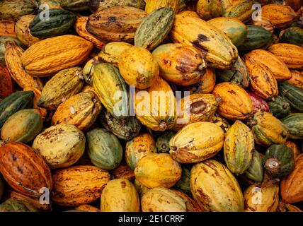 Vista della frutta di cacao raccolta in un mucchio. Cacao di colore giallo (noto anche come Theobroma cacao) Foto Stock