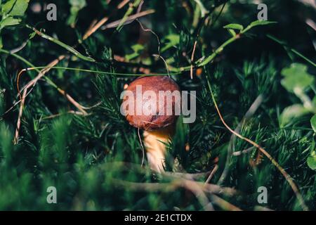 Boletus pinophilus ha trovato un posto in bellissimo muschio verde. Tondino di pino con un bel cappello marrone circondato da ramoscelli e erba. Foto Stock