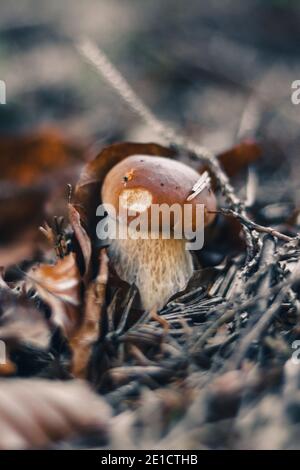 Piccolo Boletus edulis nascosto tra foglie appassite e ramoscelli. Il cappello marrone è delizioso. Porcino è ben nascosto dai predatori. Dettaglio su Dictyopus edu Foto Stock