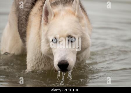 Serie di foto che mostrano un Husky siberiano gocciolando bagnato e. esaurire l'acqua Foto Stock