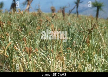 Finger millet Eleusine coracana è un prodotto di base per cereali in grado di resistere alla siccità West Pokot, Kenya Foto Stock