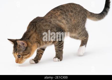 Durante la ricerca, il gatto catturò un odore che lo interessava molto e si fermò ad esaminarlo a fondo. Foto Stock