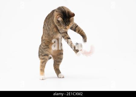 lei-gatto si alza su due gambe per raggiungere più in alto. Ogni gioco per un gatto è una nuova caccia e formazione prima di attaccare la sua preda. Foto Stock