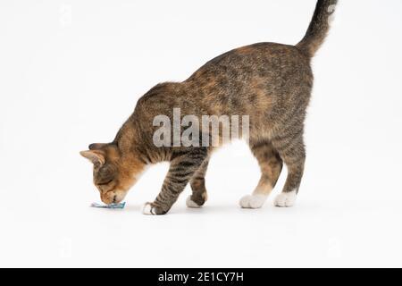Durante la ricerca, il gatto catturò un odore che lo interessava molto e si fermò ad esaminarlo a fondo. Foto Stock