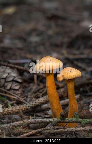 Funghi Falso Chanterelle Hygrophoropsis aurantiaca in un colore giallo-arancio in Una foresta di conifere nei Paesi Bassi Foto Stock