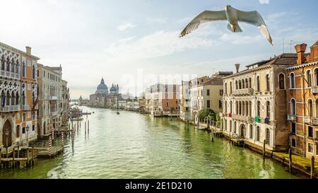 mattina presto al canal grande a venezia, italia Foto Stock