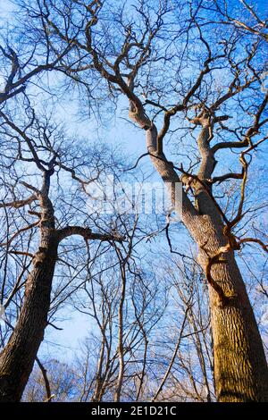 Grandi vecchi alberi di quercia senza fogliame su sfondo blu cielo all'inizio della primavera Foto Stock