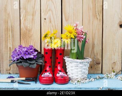 Fiori luminosi in pentole, stivali in gomma rossa su sfondo di legno. Foto Stock