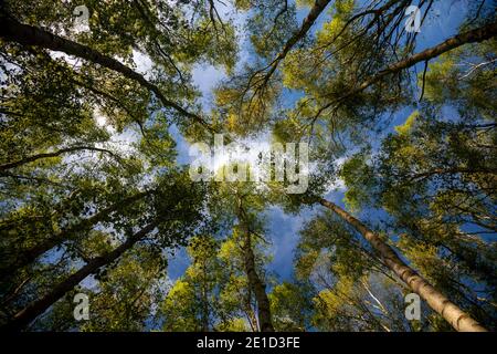 Un cielo blu fiancheggiato da una nuvola bianca e soffice si presenta sopra la tettoia di legno di betulla ricoperta di luce solare; corone verdi luminose fresche di primavera in cima agli alti alberi sottili. Foto Stock