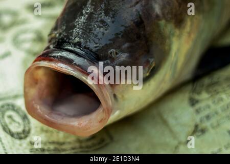 Big bocca pesce e un altro angolo di vista Foto Stock