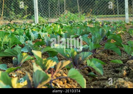 Cauliflower piante vegetali closeup shot Foto Stock