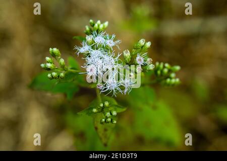 Christmasbush o Chromolaena odorata di famiglia Compositae fiore Foto Stock