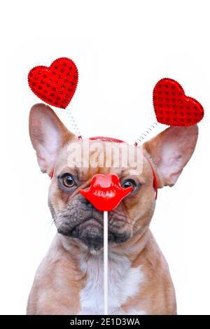 Divertente cane Bulldog francese che indossa la fascia di San Valentino con i cuori che guardano al bacio rosso labbra foto prop di fronte al viso isolato su sfondo bianco Foto Stock