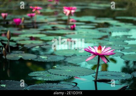 Molti fiori di giglio d'acqua rossa fioriscono nello stagno del villaggio Foto Stock