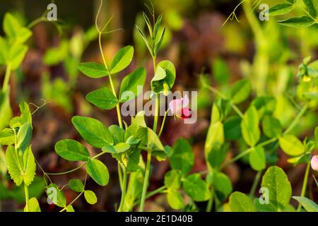 Fiore di pisello o motore Shuti o Pisum sativum di Leguminosae Ideale vegitable Foto Stock