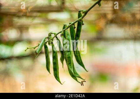 C'è un mazzo di fagioli appesi al bambù Foto Stock