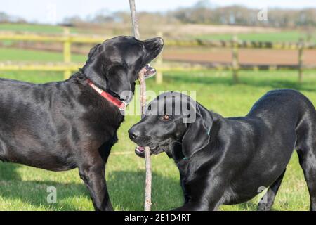 Due Labrador neri pedigree che giocano insieme con un bastone Foto Stock