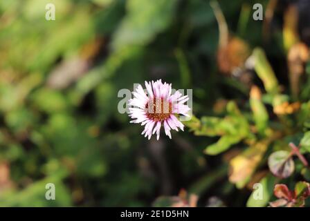 Morire di alpinus Erigeron in ultimo stadio. Petali leggermente rosa con centro scuro. L'impianto appartiene alla famiglia Daisy. Situato a Jeseniky, repubblica ceca. Conc Foto Stock