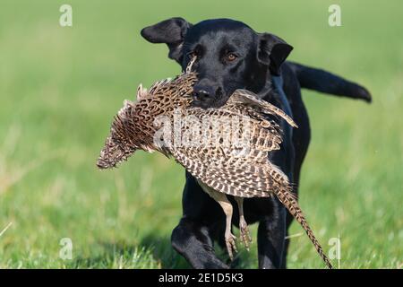 Ritratto di un Labrador nero che recupera un fagiano di gallina Foto Stock