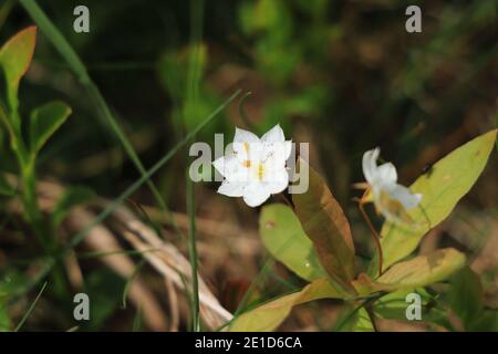 Trientalis europaea o ceci-wintergreen è fiore tipico per creste di montagna nella repubblica ceca. Bellissimi sette petali bianchi fioriscono con Foto Stock