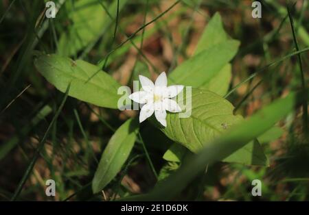 Trientalis europaea fiore tipico per la vegetazione di montagna. Sette petali bianchi con pochi pistil gialli e intorno sono foglie verdi. Concetto di Flo selvatico Foto Stock