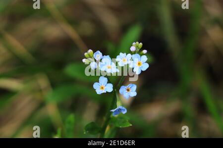 Meravigliosa Myosotis sylvatica con petali blu si stabilì nelle terre di Beskydy. Fiore selvatico tipico in estate. Woodland Forget-me-not, erbaceo di breve durata Foto Stock