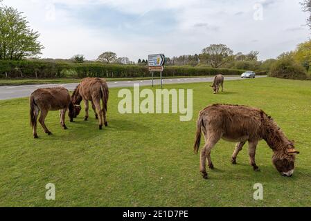 Beaulieu, Hampshire, Regno Unito - UN'auto passa accanto agli asini e ai pony della New Forest che vagano liberamente nella New Forest. Una vista non vista in nessun altro punto del Foto Stock