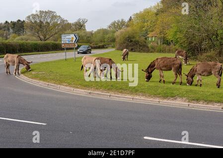 Beaulieu, Hampshire, Regno Unito - UN'auto passa accanto agli asini e ai pony della New Forest che vagano liberamente nella New Forest. Una vista non vista in nessun altro punto del Foto Stock