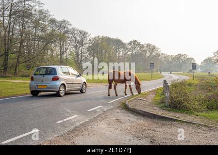 Beaulieu, Hampshire, Regno Unito - UN'auto passa accanto agli asini e ai pony della New Forest che vagano liberamente nella New Forest. Una vista non vista in nessun altro punto del Foto Stock