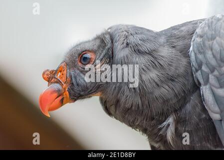 Condor californiano, Gymnogyps californianus, un avvoltoio del nuovo mondo. Primo piano Foto Stock
