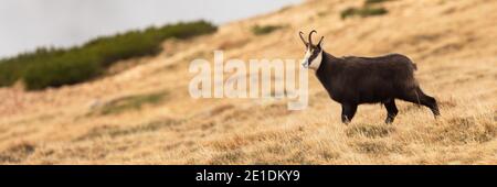 Camoscio di Tatra camminando sulle montagne nella natura autunnale Foto Stock