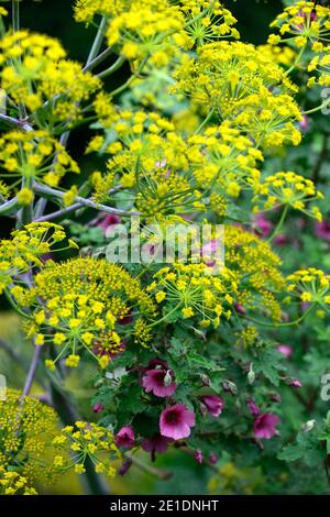 Anisodontea capensis el rayo, malda africana El Rayo, Anisodontea El Rayo, finocchio gigante, Ferula Communis,Yellow Umbellier,fiori rosa e gialli,floweri Foto Stock