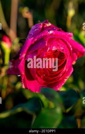 Rosa ‘Young Lycidas’ (Ausvibrant), ritratto di fiori naturali Foto Stock