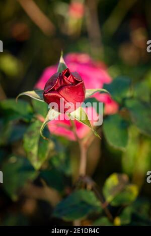 Rosa ‘Young Lycidas’ (Ausvibrant), ritratto di fiori naturali Foto Stock