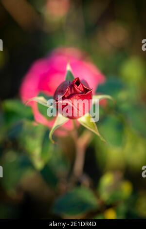 Rosa ‘Young Lycidas’ (Ausvibrant), ritratto di fiori naturali Foto Stock