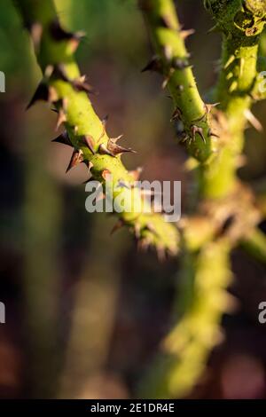 Rosa ‘Young Lycidas’ (Ausvibrant), ritratto di fiori naturali Foto Stock