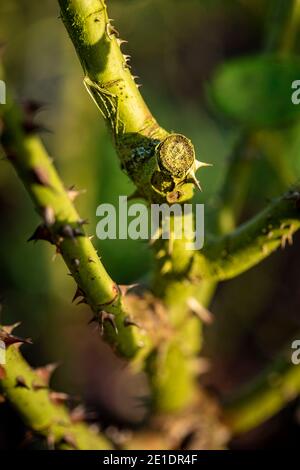 Rosa ‘Young Lycidas’ (Ausvibrant), ritratto di fiori naturali Foto Stock