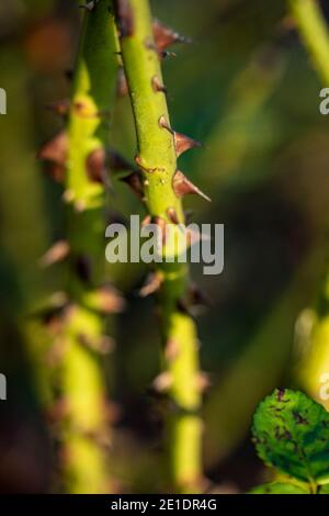 Rosa ‘Young Lycidas’ (Ausvibrant), ritratto di fiori naturali Foto Stock