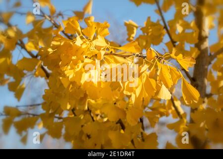 Ginko Biloba ‘sentinella di Princetown’ con fogliame giallo autunno/inverno Foto Stock