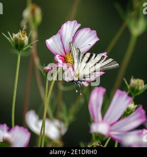 Farfalla a coda di rondine che si nutrisce su un fiore Cosmos a Bergamo in Italia Foto Stock