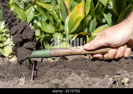 Il lavoro del giardino con una zappa su un letto di fiori con il suolo  volante da scavo, primo piano Foto stock - Alamy
