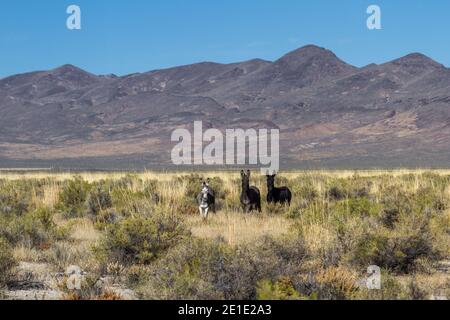 Burros selvatici a nord del Sheldon National Wildlife Refuge, nel nord-ovest del Nevada, lungo l'autostrada 140 Foto Stock