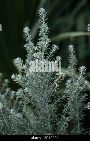Ozotamnus Rosmarinifolius ‘Silver Jubilee’ dopo una doccia autunnale di pioggia Foto Stock