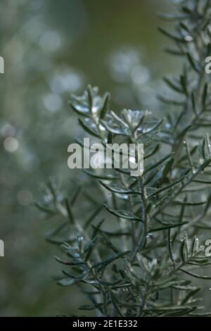 Ozotamnus Rosmarinifolius ‘Silver Jubilee’ dopo una doccia autunnale di pioggia Foto Stock