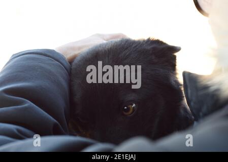 Linguaggio del corpo del cane: Cane sparso spaventato con orecchie appiattite nascondendosi sotto la mano dell'umante Foto Stock