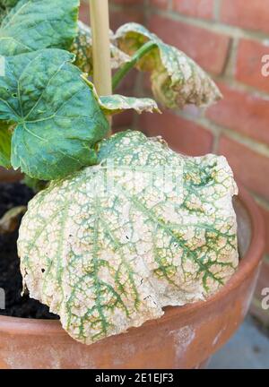 Virus del mosaico del cetriolo che cresce sulle foglie di una pianta di cetriolo in un giardino. Inghilterra, Regno Unito Foto Stock